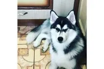 Хаски - продажа щенков собак в Одессе с фото и ценами щенков