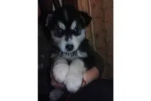 Хаски - продажа щенков собак в Одессе с фото и ценами хаски