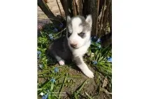 Хаски - продажа щенков собак в Одессе с фото и ценами щенков