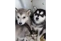 Хаски - продажа щенков собак в Одессе с фото и ценами хаски