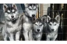 Хаски - продажа щенков собак в Одессе с фото и ценами хаски