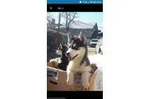Хаски - продажа щенков собак в Одессе с фото и ценами продажа