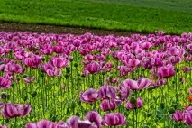 Все про мак, Дачні секрети його