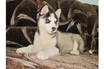 Хаски - продажа щенков собак в Одессе с фото и ценами хаски