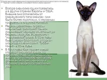 Незабаром сіамські кішки з’явилися і в інших країнах Європи та США - Презентація 212791-5 незабаром