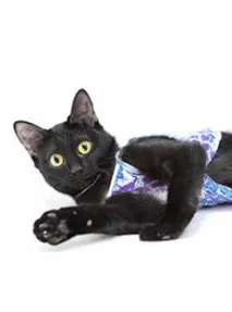 життя