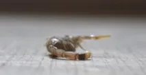 Отрута скорпіона укусу
