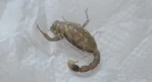 Отрута скорпіона укусу