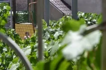 Отрута скорпіона Скорпіона
