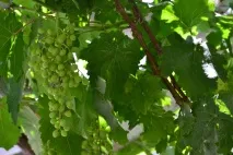 Отрута скорпіона укусу