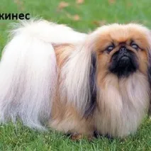 породи