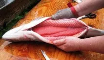 Засолка ікри горбуші користь продукту, як правильно посолити його в домашніх умовах горбуші