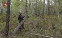 За Тунгуським метеоритом полювали не там (12 фото) тунгуським