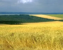 Земельні махінації та «липовий» диплом золотої судді диплом