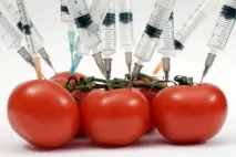 Зубастий помідор вся правда про ГМО продукти зубастий