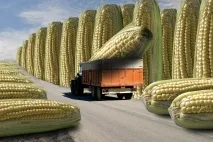 Зубастий помідор вся правда про ГМО продукти помідор