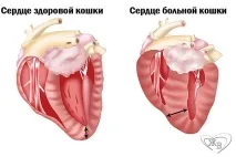 Серцева недостатність у котів, Що з серцем недостатність