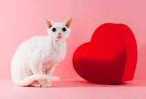 Серцева недостатність у котів, Що з серцем серцем