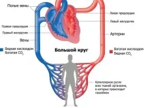 Серце будова, функції, захворювання та методи лікування захворювання