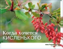Їстівні види барбарису та його застосування, Сайт про сад, дачу та кімнатні рослини застосування