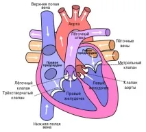 Серце будова, функції, захворювання та методи лікування серце