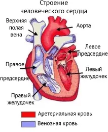 Серце будова, функції, захворювання та методи лікування функції