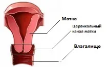 шийката