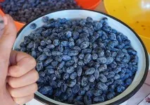 Опис сортів жимолості для середньої смуги смуги