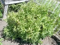 Опис сортів жимолості для середньої смуги середньої