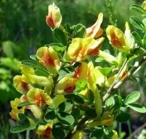 Київ - Сад Комісарова сорти