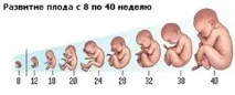 Визначення терміну вагітності по УЗД вагітності
