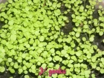 Петунія, розмноження насінням та живцями, умови вирощування, догляд насінням