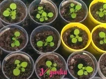 Петунія, розмноження насінням та живцями, умови вирощування, догляд петунія
