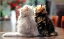 Чому кішки муркотять кішки