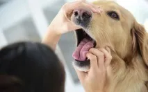 Чому у собаки випадають зуби зуби
