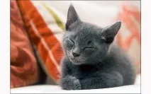 Чому кішки муркотять муркотять