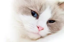 Чому кішки муркотять кішки