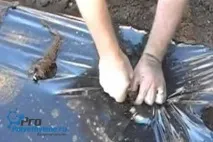 Плівка для посадки полуниці яку і як вибрати 2019 плівка