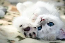 Чому кішки муркотять кішки