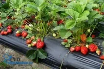 Плівка для посадки полуниці яку і як вибрати 2019 полуниці