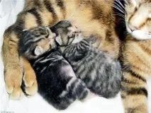 Чому кішки муркотять муркотять