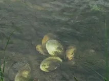 волосінь