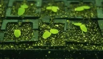 Американські вчені розробили технологію для вирощування салату. технологію