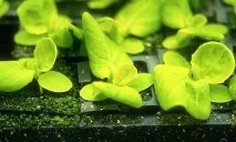 Американські вчені розробили технологію для вирощування салату. технологію