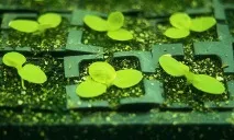 Американські вчені розробили технологію для вирощування салату. розробили