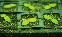 Американські вчені розробили технологію для вирощування салату. розробили