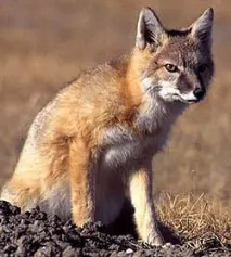 vulpes