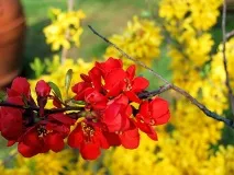 Айва японська або хеномелес - Віденська дача айва
