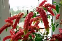 пересадка