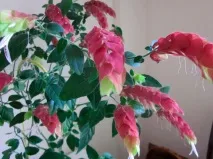догляд
